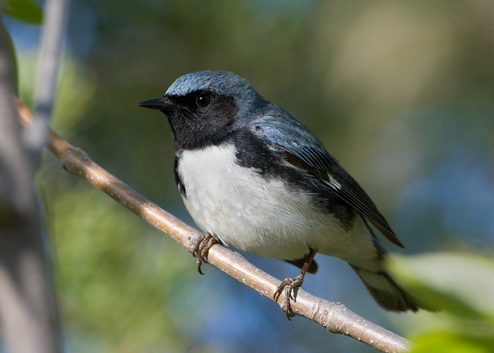 black-throated blue warbler