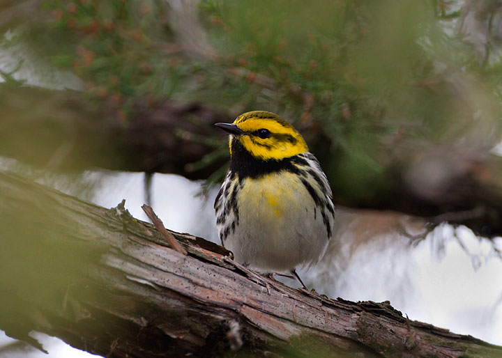 black-throated green warbler