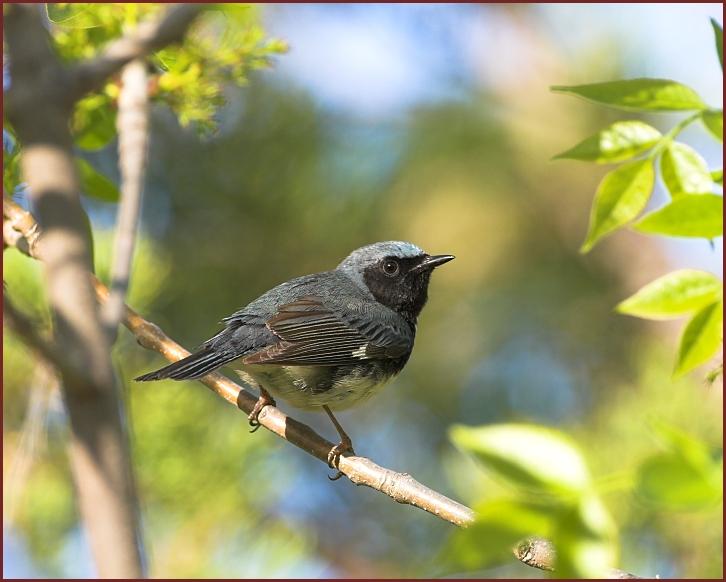 black-throated blue warbler