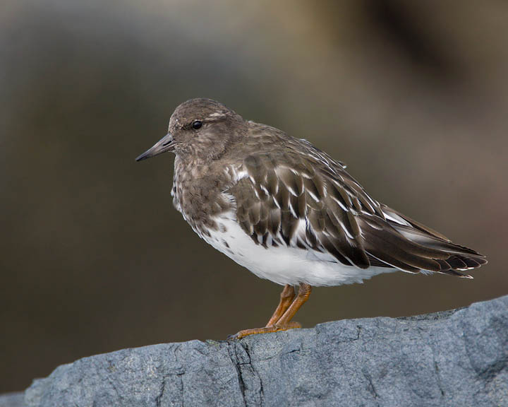 Black Turnstone