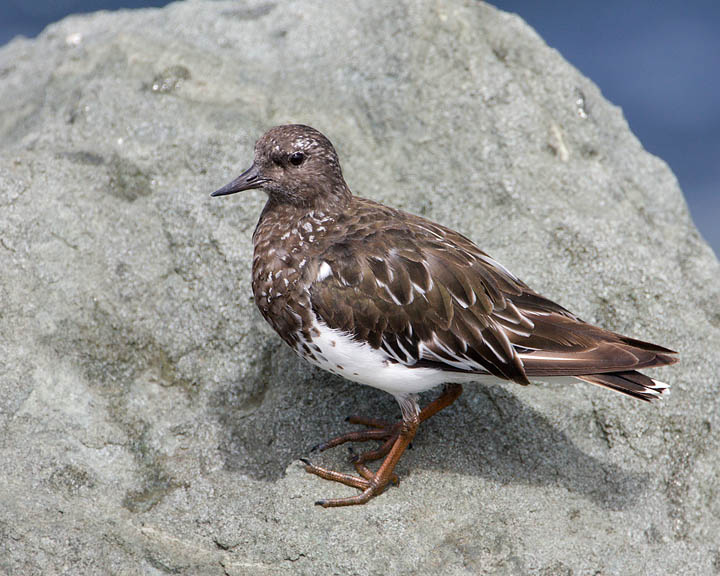 Black Turnstone