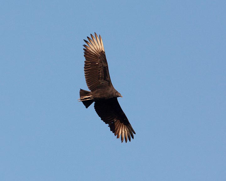 Black Vulture