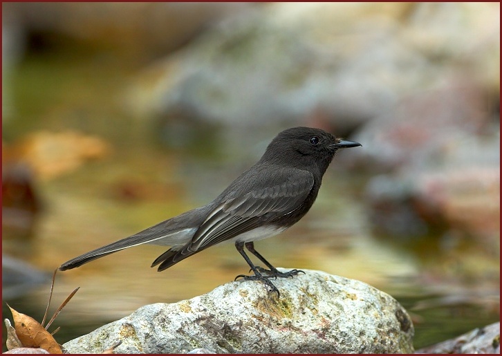 Black Phoebe Cave Creek Arizona