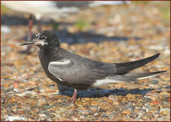 black tern