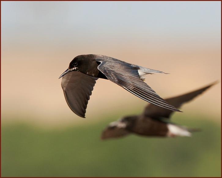 black tern