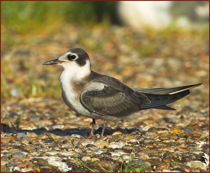 black tern