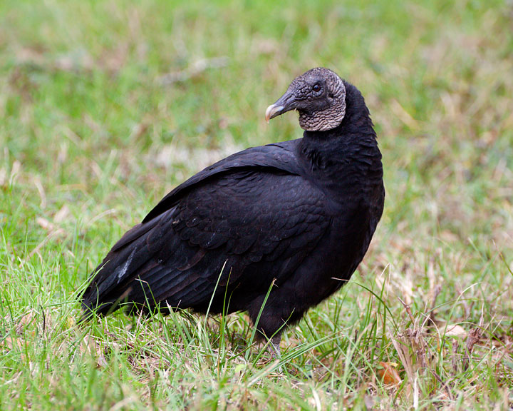 Black Vulture