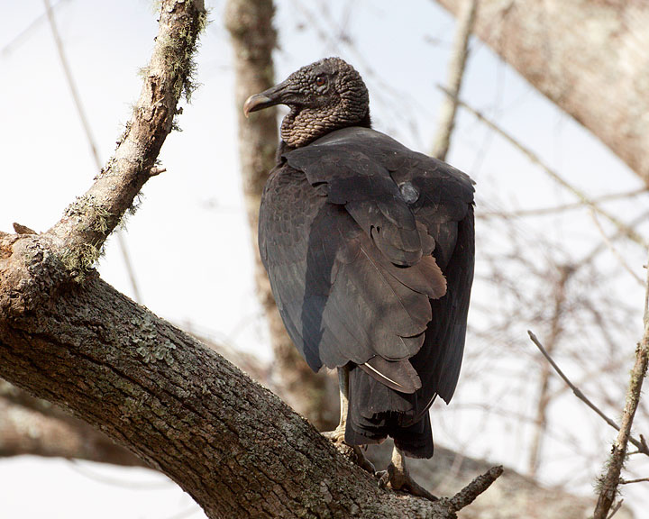 Black Vulture