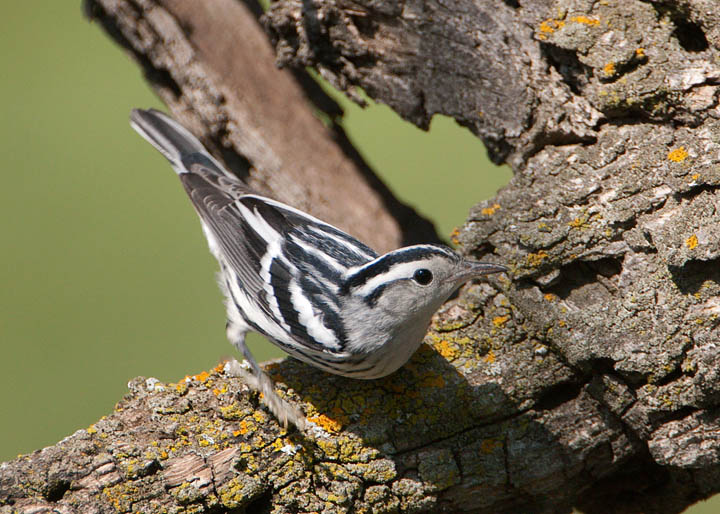 black-and-white warbler