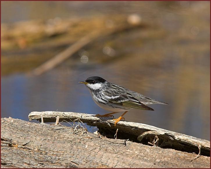 blackpoll warbler