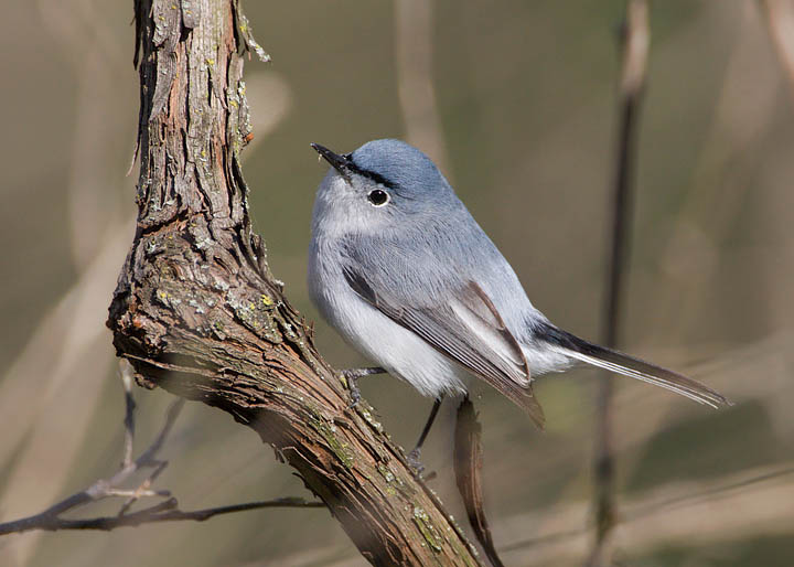 blue-gray gnatcatcher