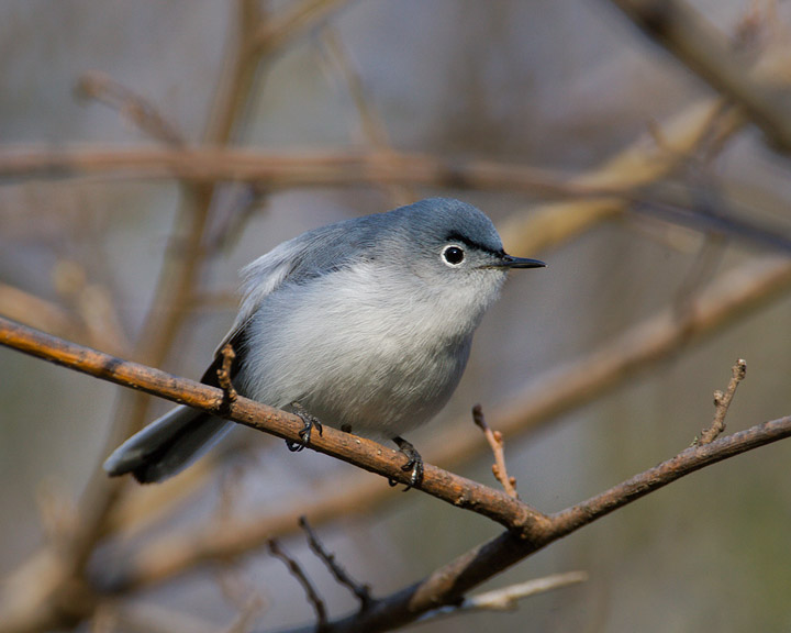 blue-gray gnatcatcher