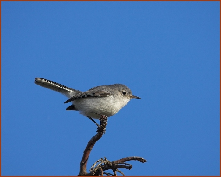 blue-gray gnatcatcher