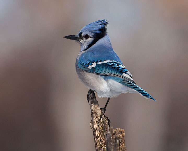 blue jay