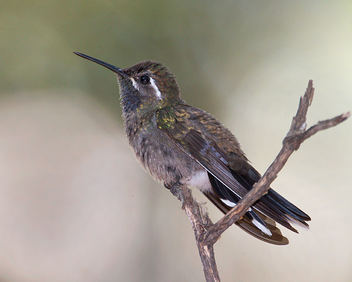 blue-throated hummingbird