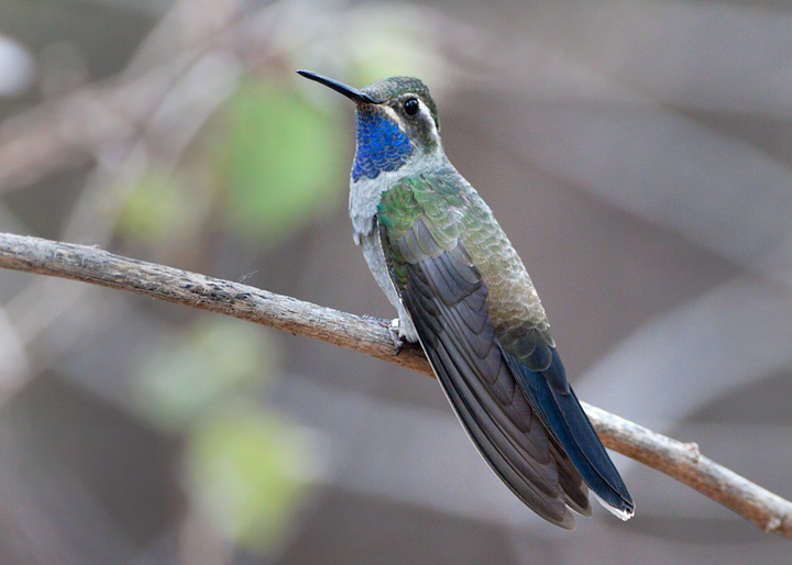 blue-throated hummingbird