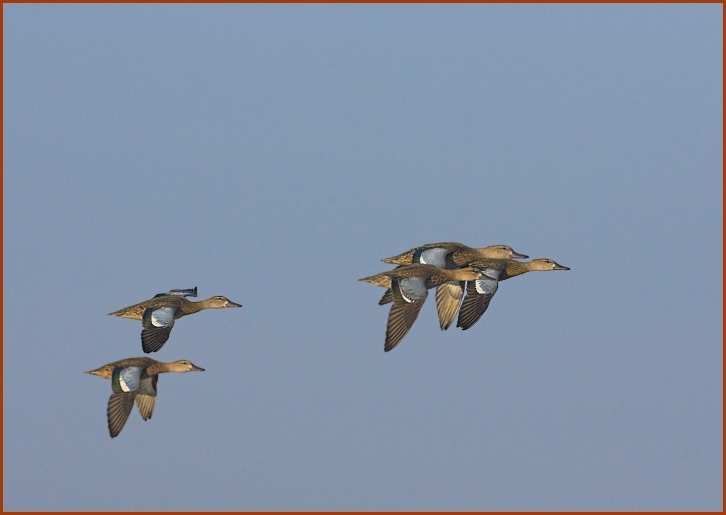 blue-winged teal