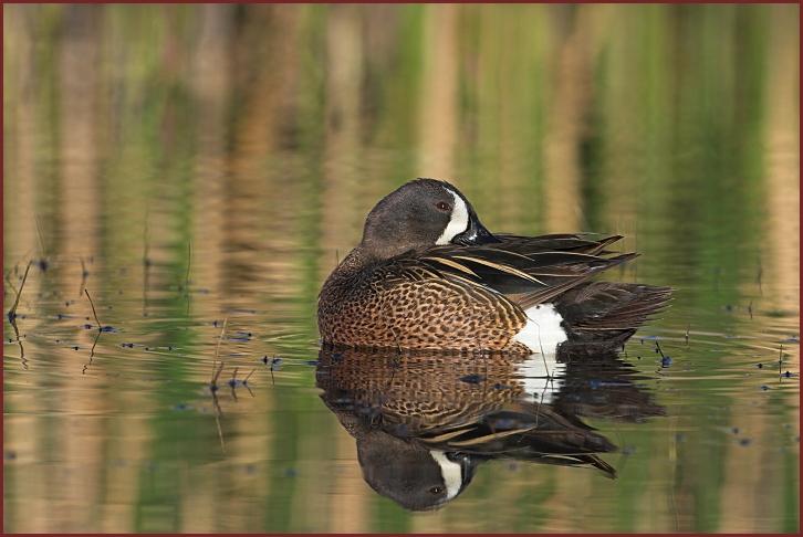 blue-winged teal