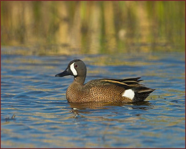 blue-winged teal