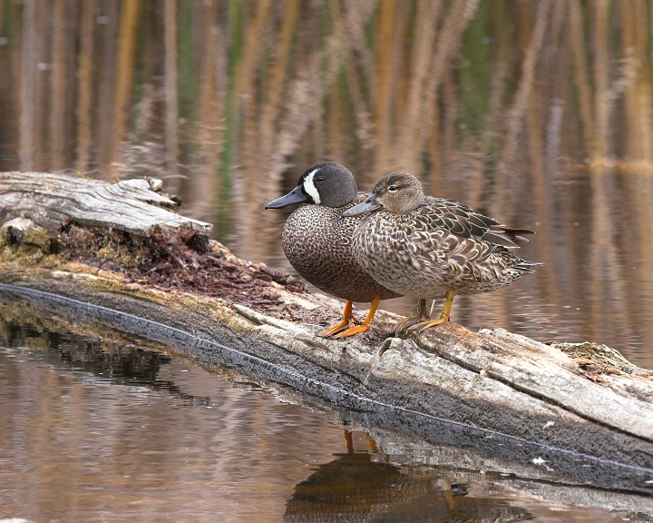 blue-winged teal male female