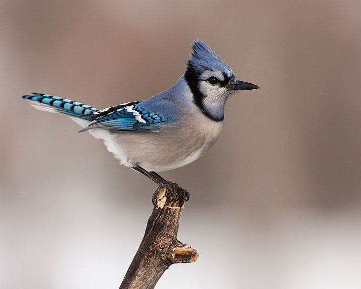 Blue Jay