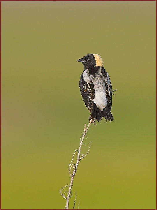 bobolink