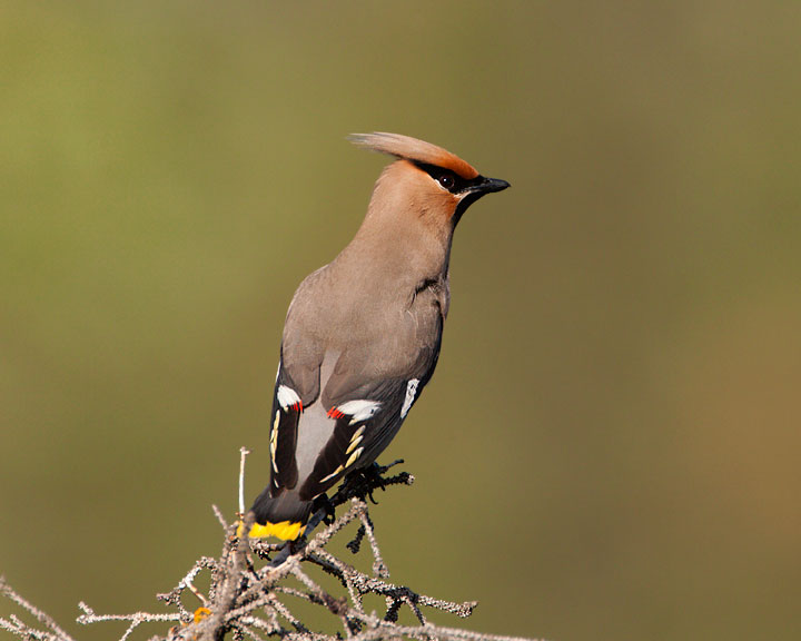 Bohemian Waxwing