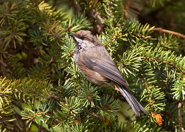 boreal chickadee