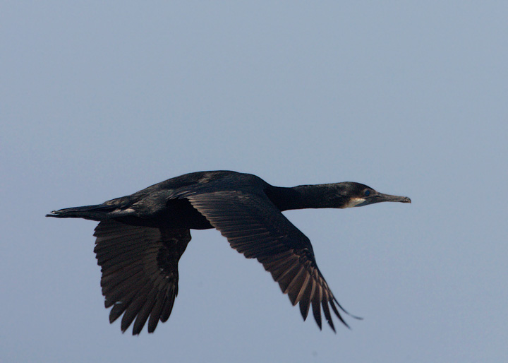 Brandt's Cormorant