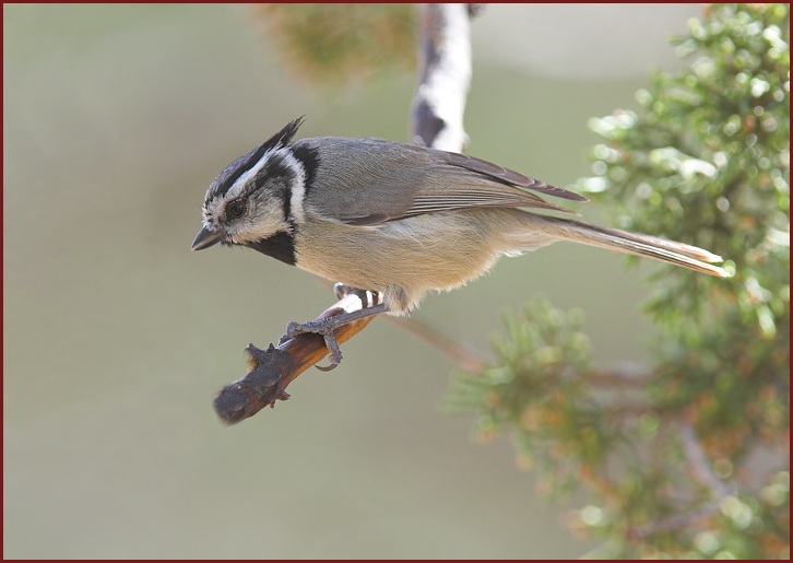 Bridled Titmouse