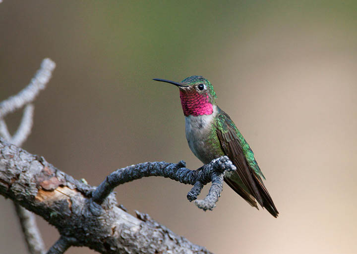 broad-tailed hummingbird