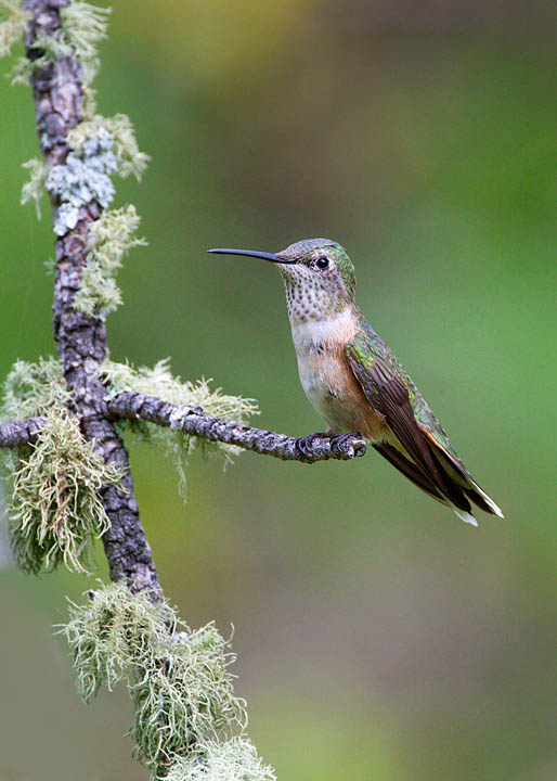 broad-tailed hummingbird