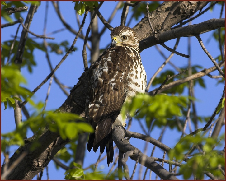 broad-winged hawk