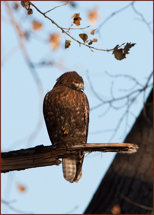 broad-winged hawk