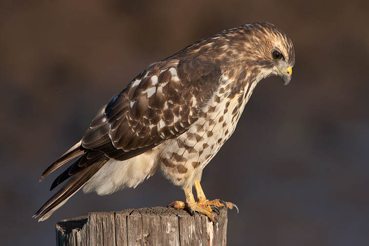 Broad-winged Hawk