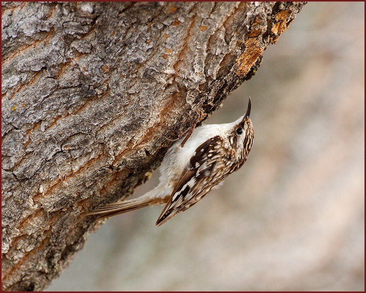 brown creeper