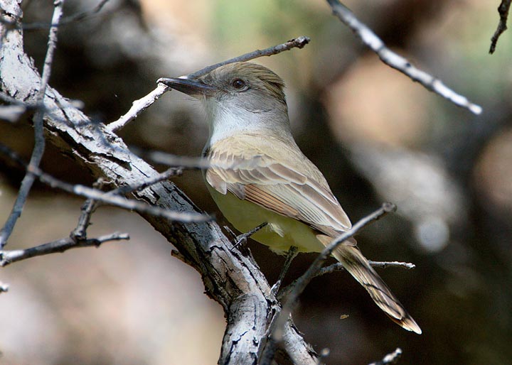 Brown-crested Flycatcher