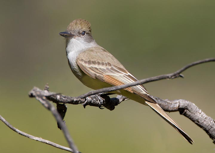 Brown-crested Flycatcher