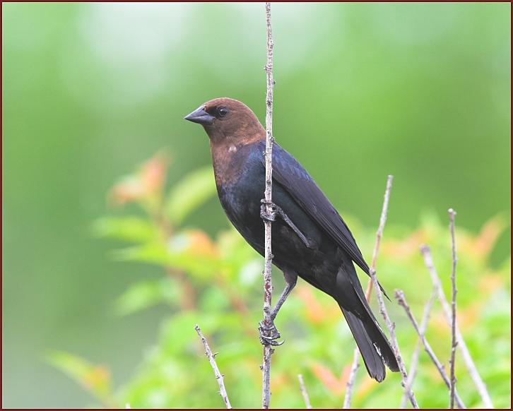 Brown-headed Cowbird