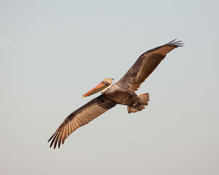 Brown Pelican