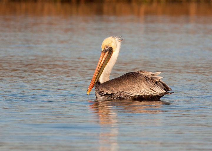 Brown Pelican