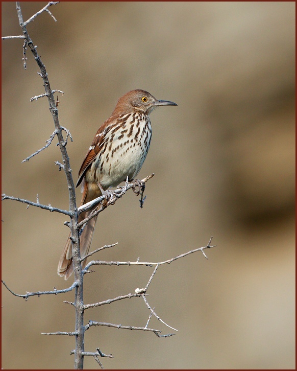 brown thrasher