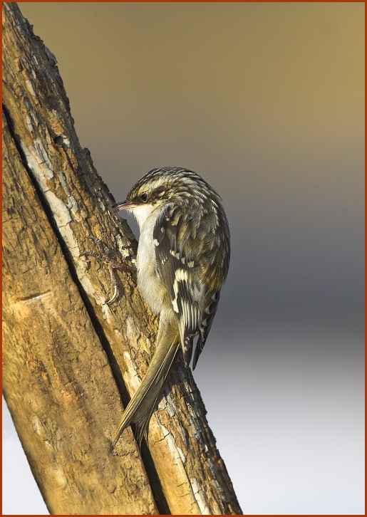 brown creeper