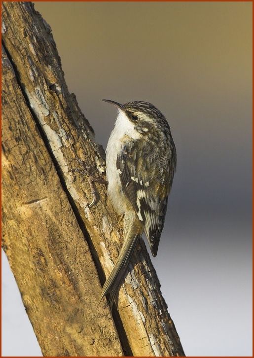 brown creeper