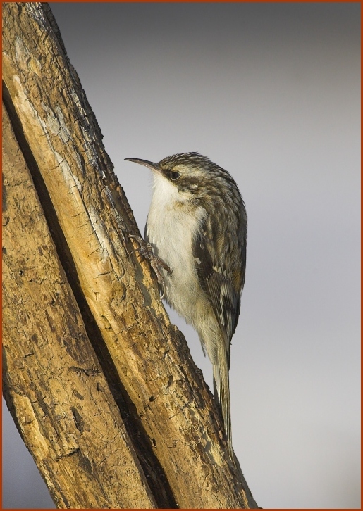 brown creeper