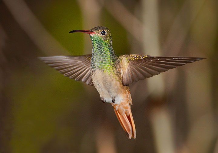 buff-bellied hummingbird