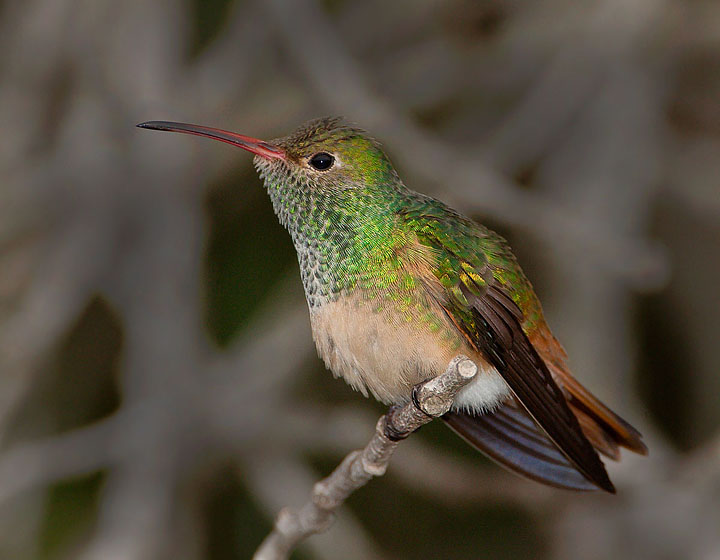 buff-bellied hummingbird