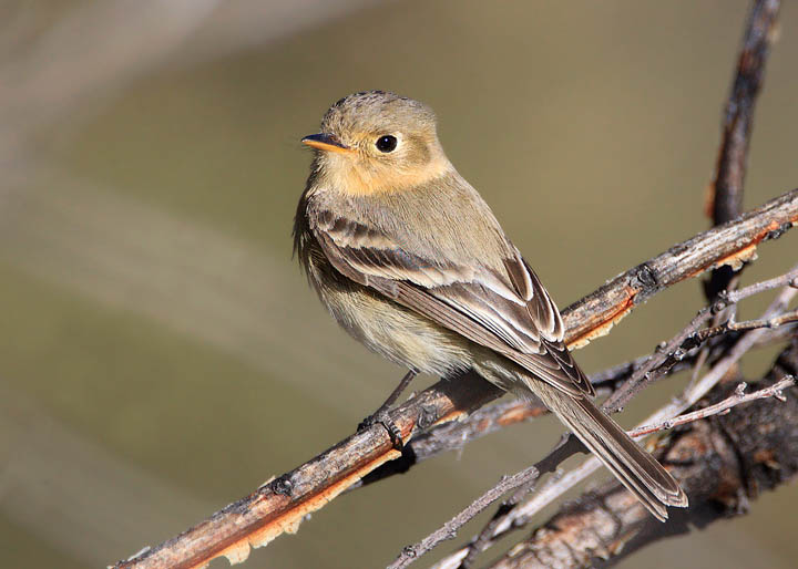 Buff-breasted Flycatcher