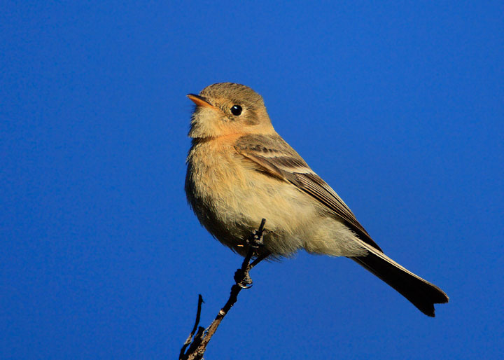 Buff-breasted Flycatcher