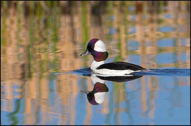 Bufflehead